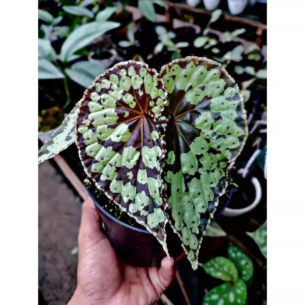 Begonia Borneo butterfly tc 1 pack growers choice thumbnail