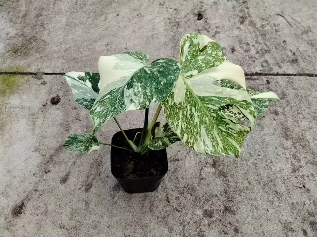 Monstera gold splash starter plant growers choice thumbnail