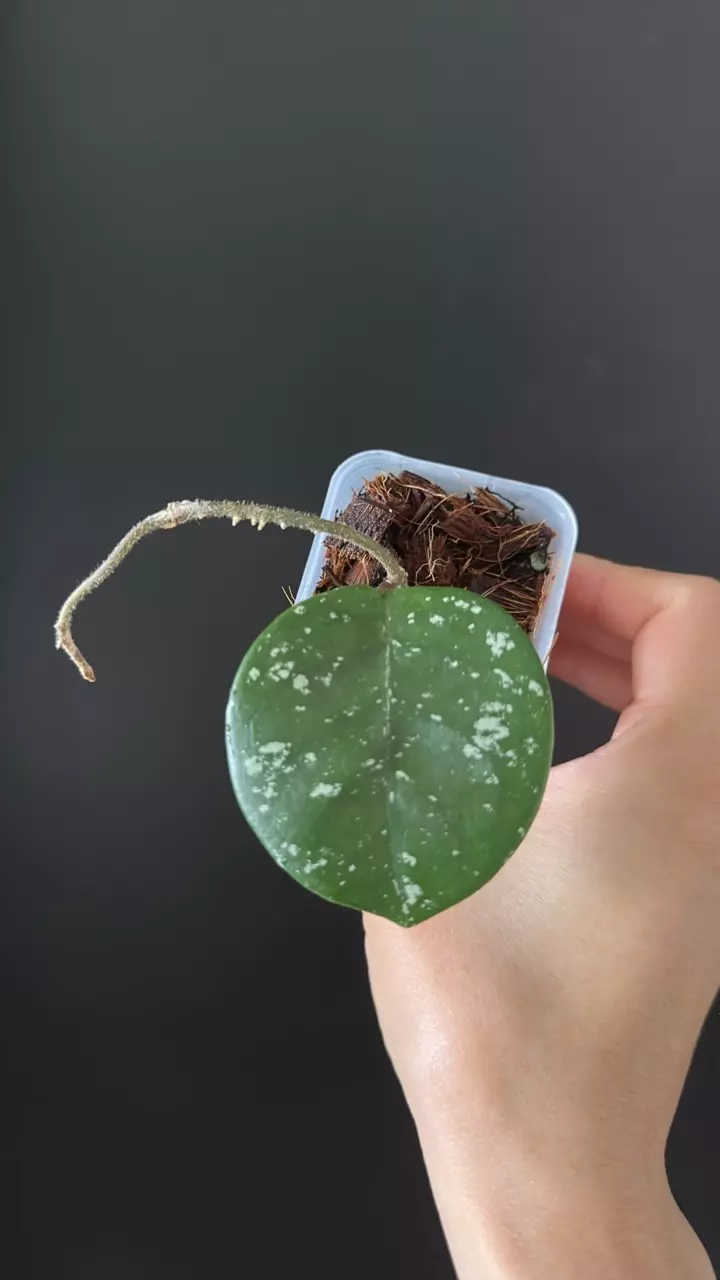 Hoya carnosa stardust silver splash 21 thumbnail