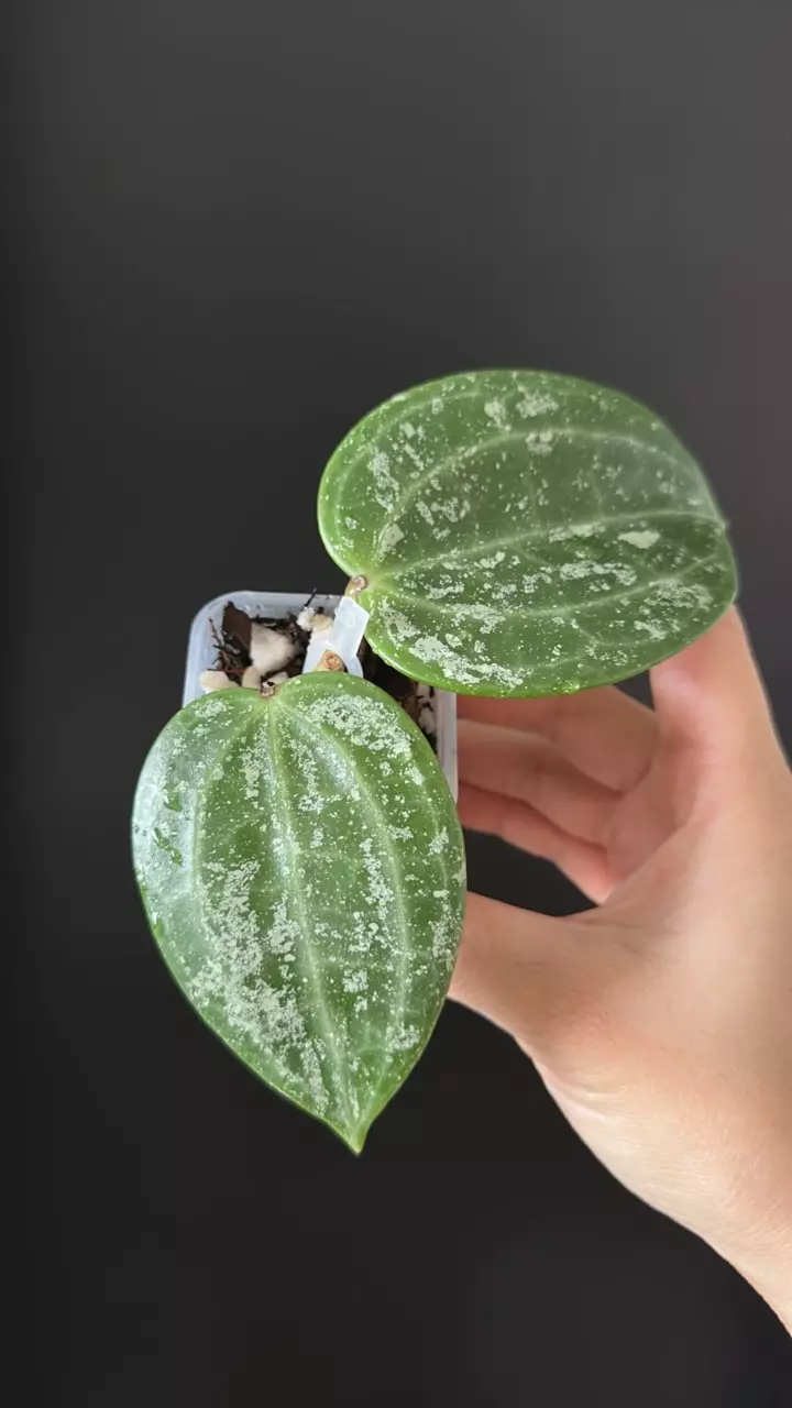 Hoya glabra splash 89 thumbnail