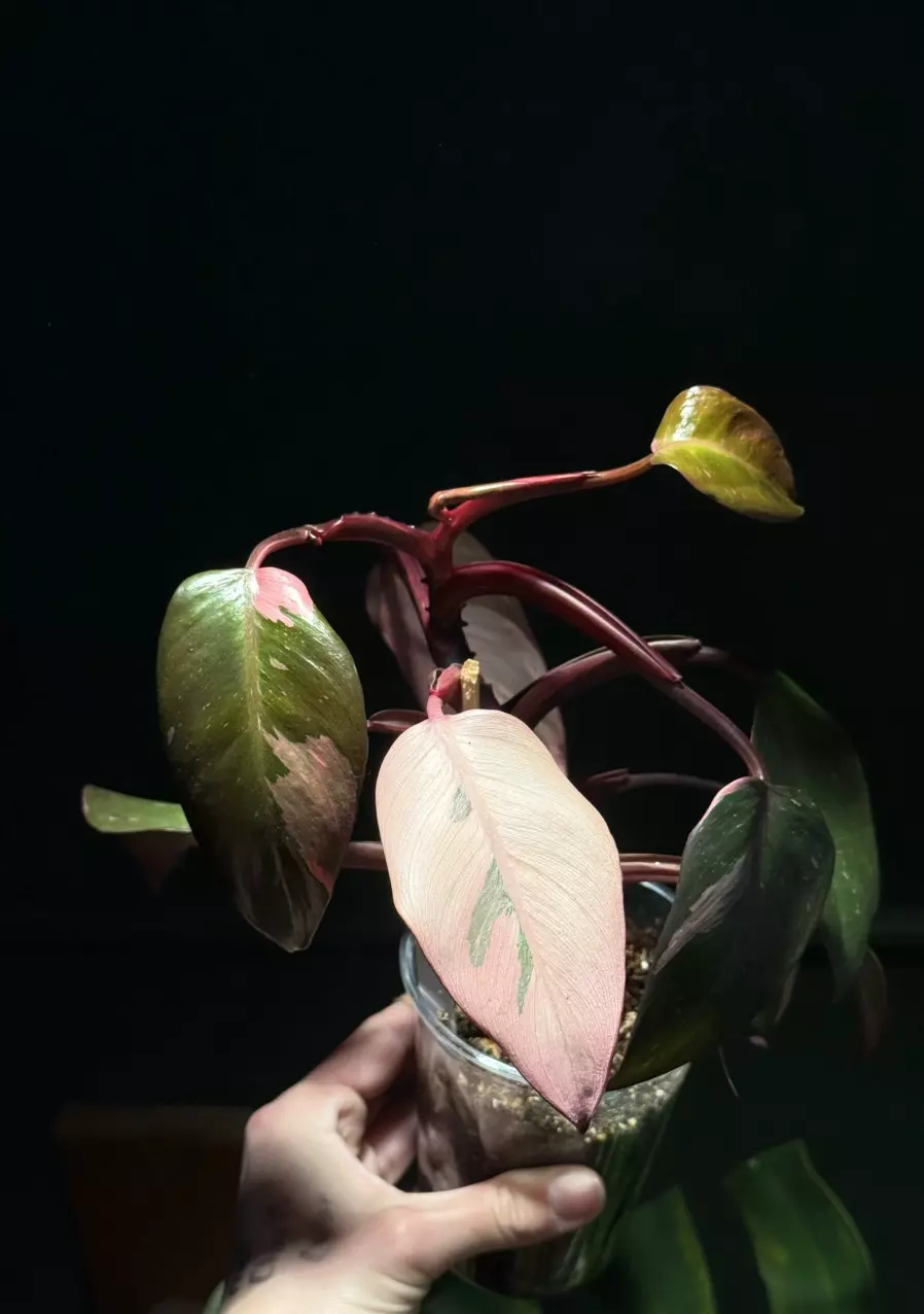 Fire Princess Philodendron - Possible Revert thumbnail