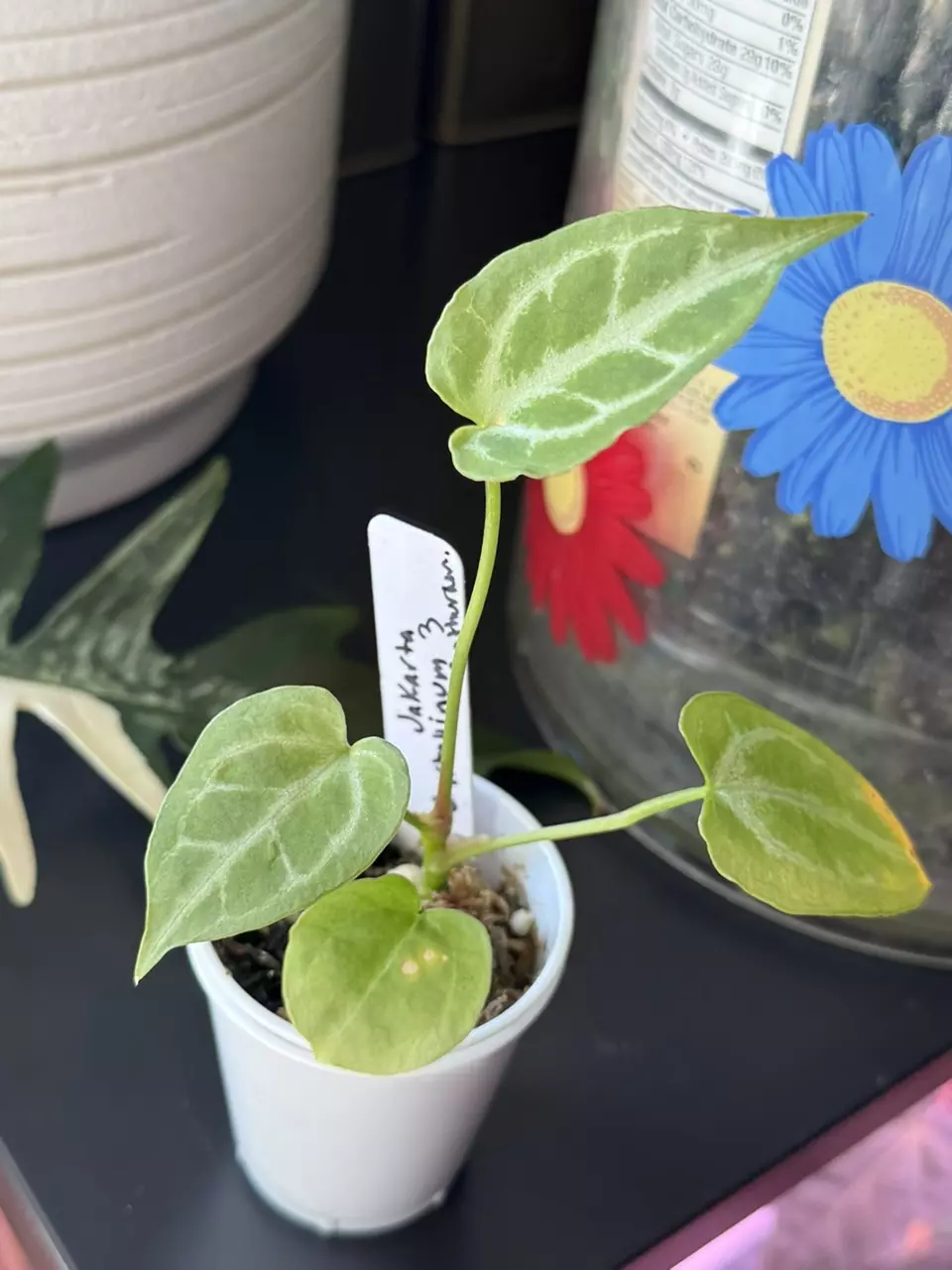 Jakara Crystallinium Anthurium thumbnail