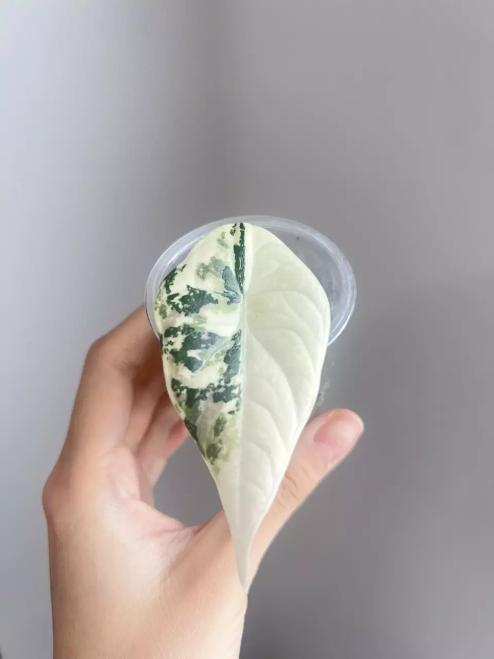 Alocasia maharani albo thumbnail