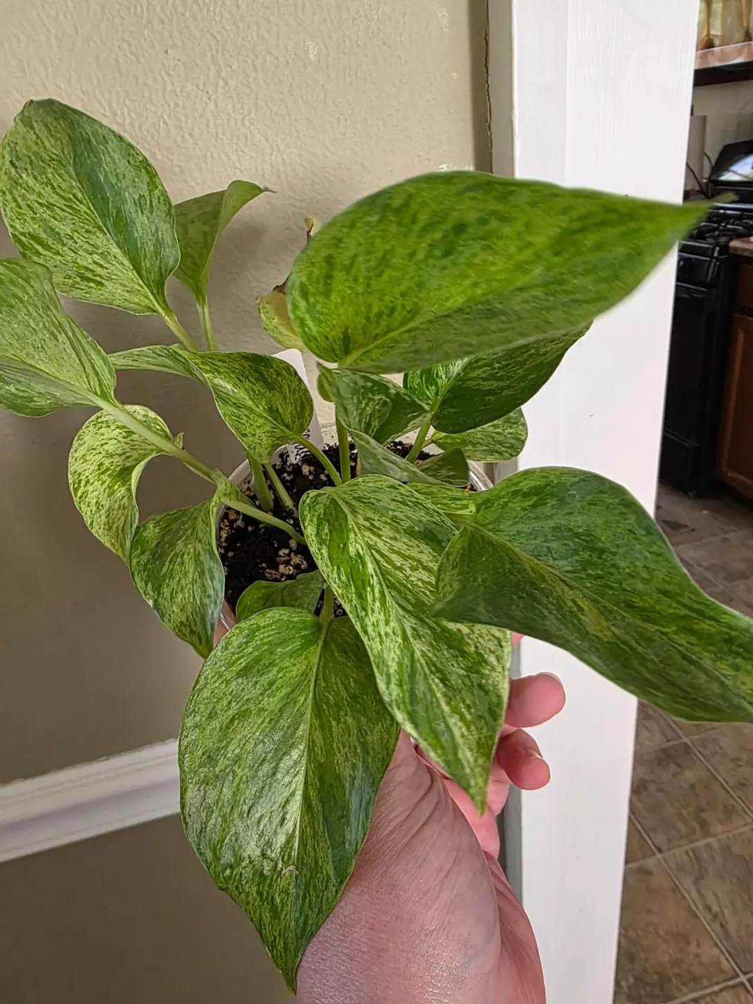 Marble queen pothos thumbnail