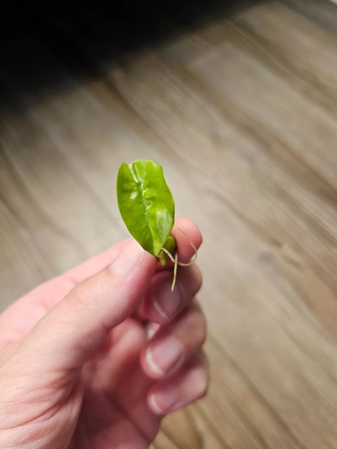 Alocasia Sinuata Aurea CORM thumbnail