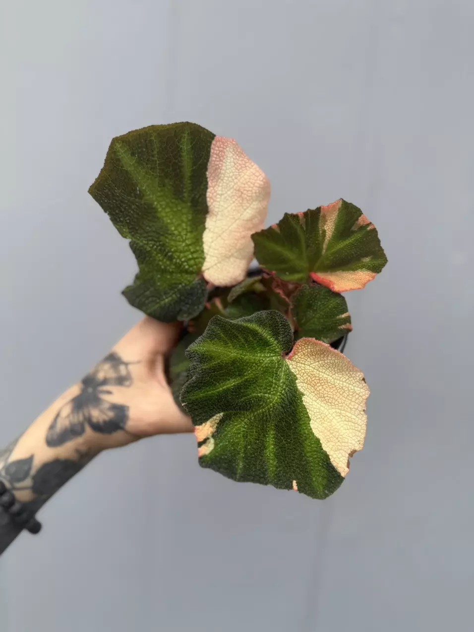 Begonia Soil Mutata Variegated 4” thumbnail