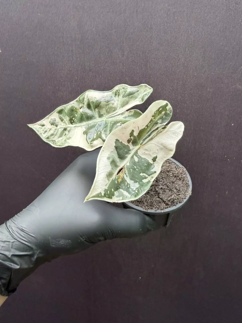 Alocasia Pseudosanderiana HIGH VAR PINK *Exact Specimen thumbnail