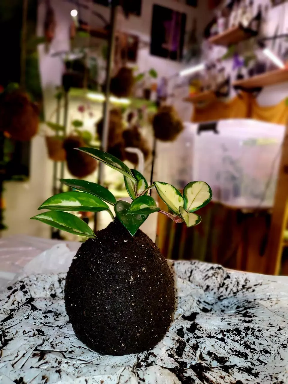 IN PERSON 🌱 KOKEDAMA WORKSHOP 🧶 thumbnail