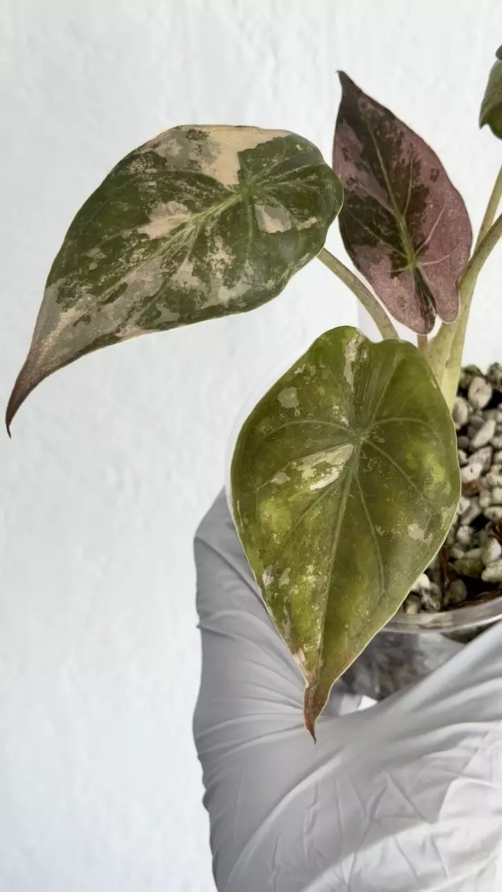 Alocasia wentii pink albo high var new leaf young mama thumbnail