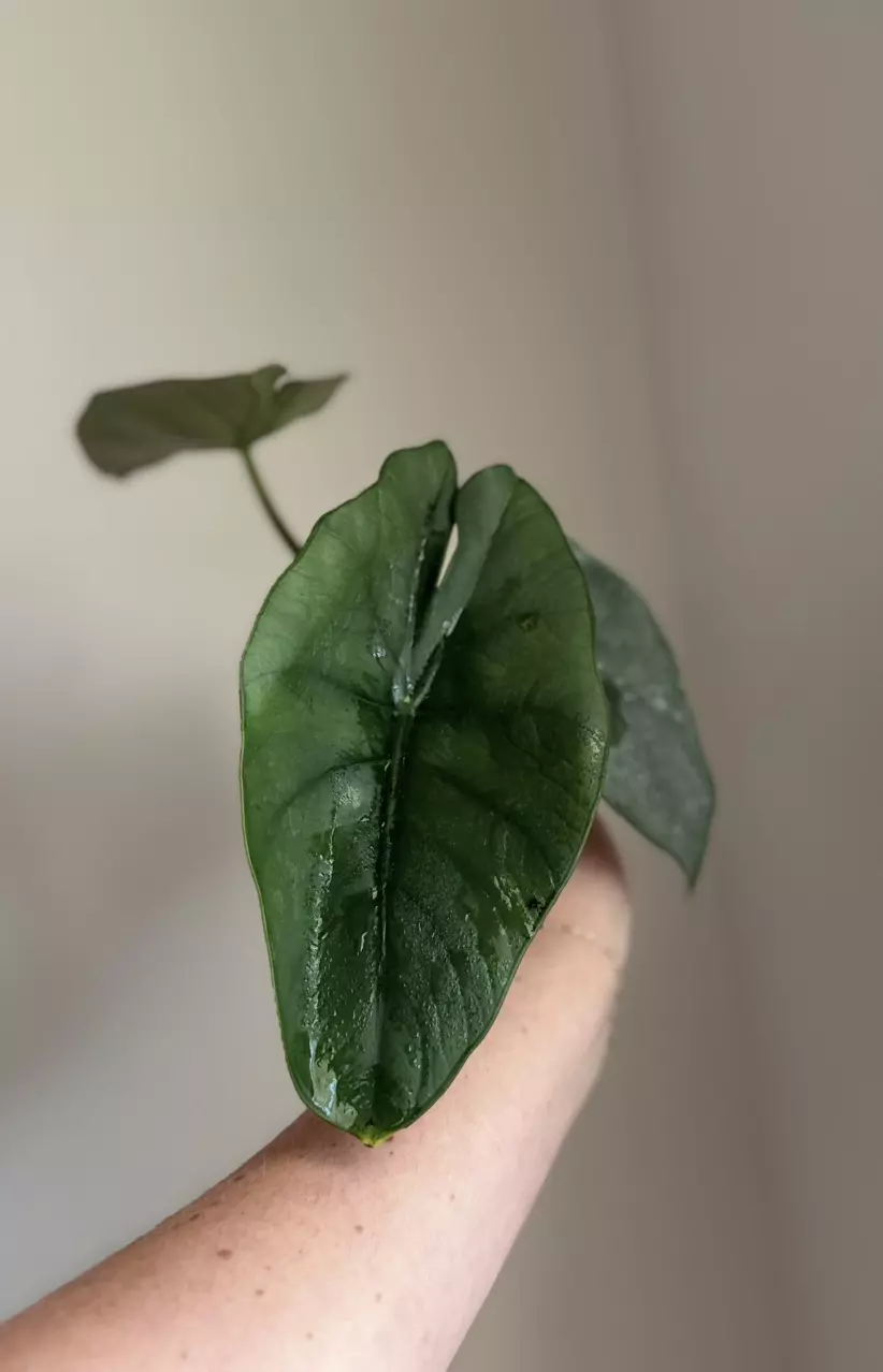 Alocasia Blue Dragon thumbnail