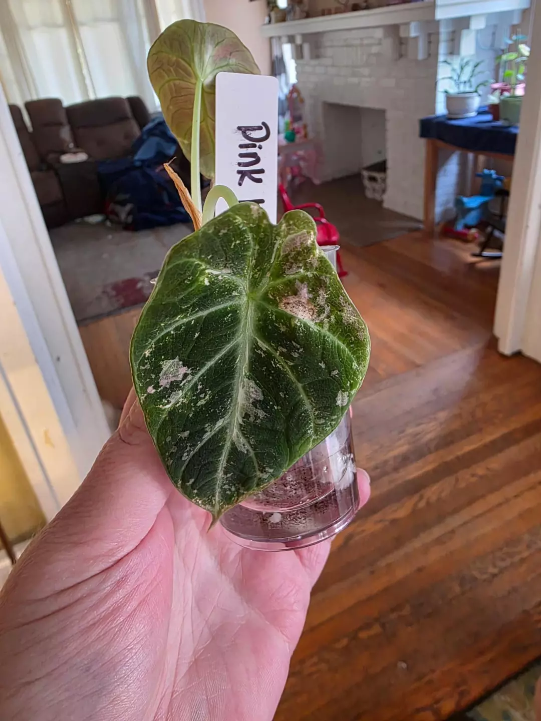 Alocasia pink black velvet thumbnail