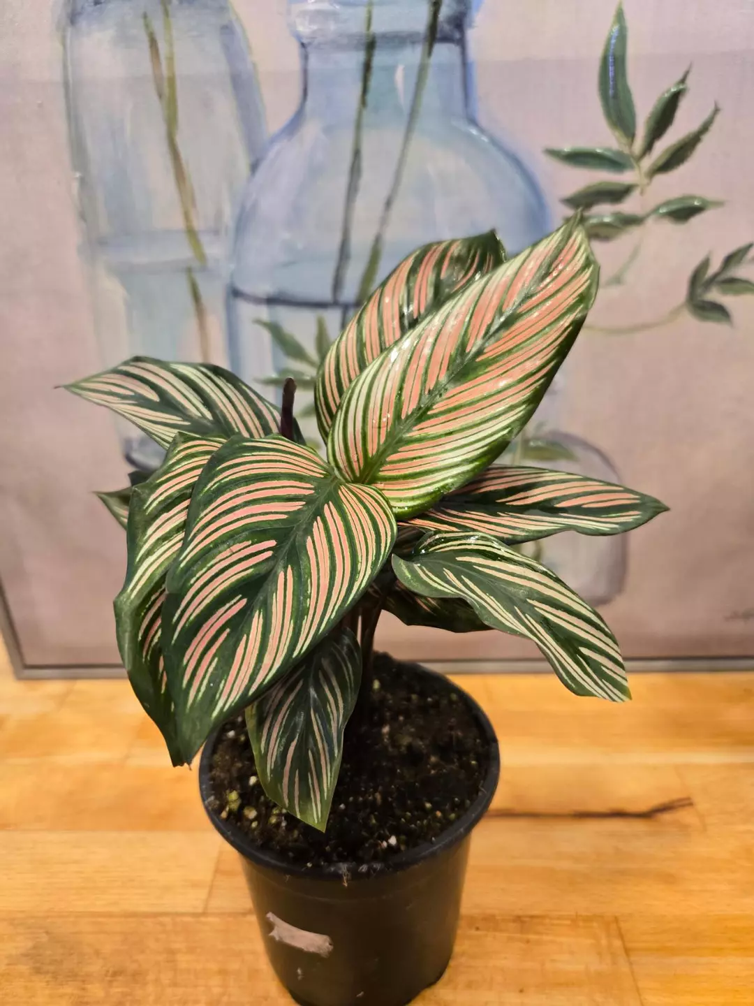 Calathea White Star thumbnail
