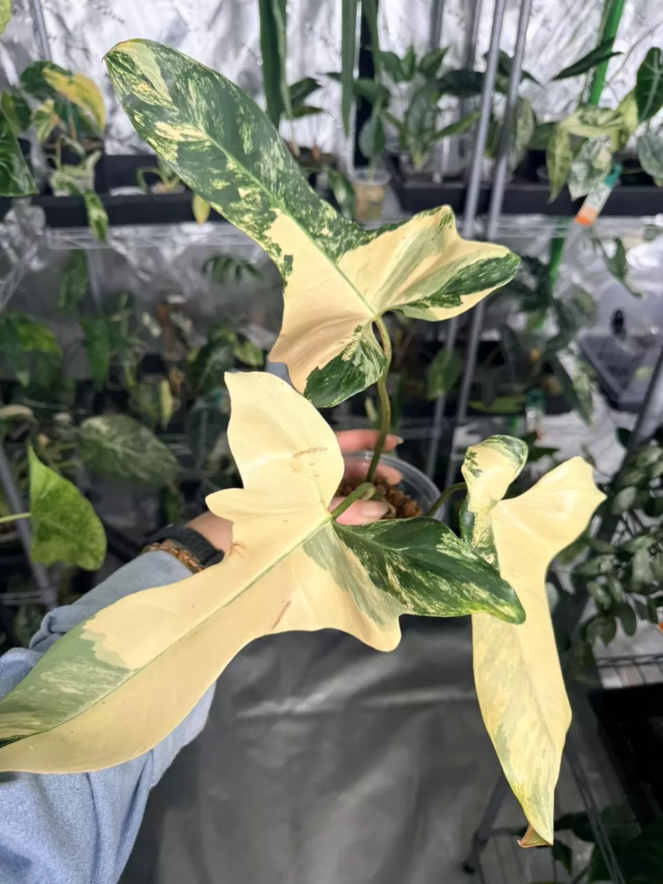 Philodendron Pitbull (Paraiso Verde x Black Billitae) thumbnail