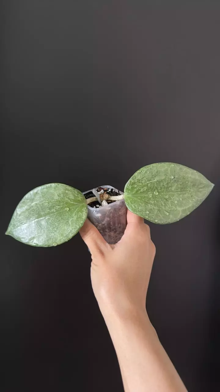 Hoya latifolia rimba perak silver 173 thumbnail