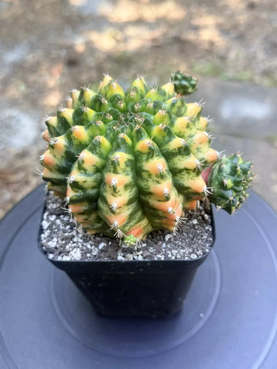 BIG Gymno cv. Nepali Art thumbnail