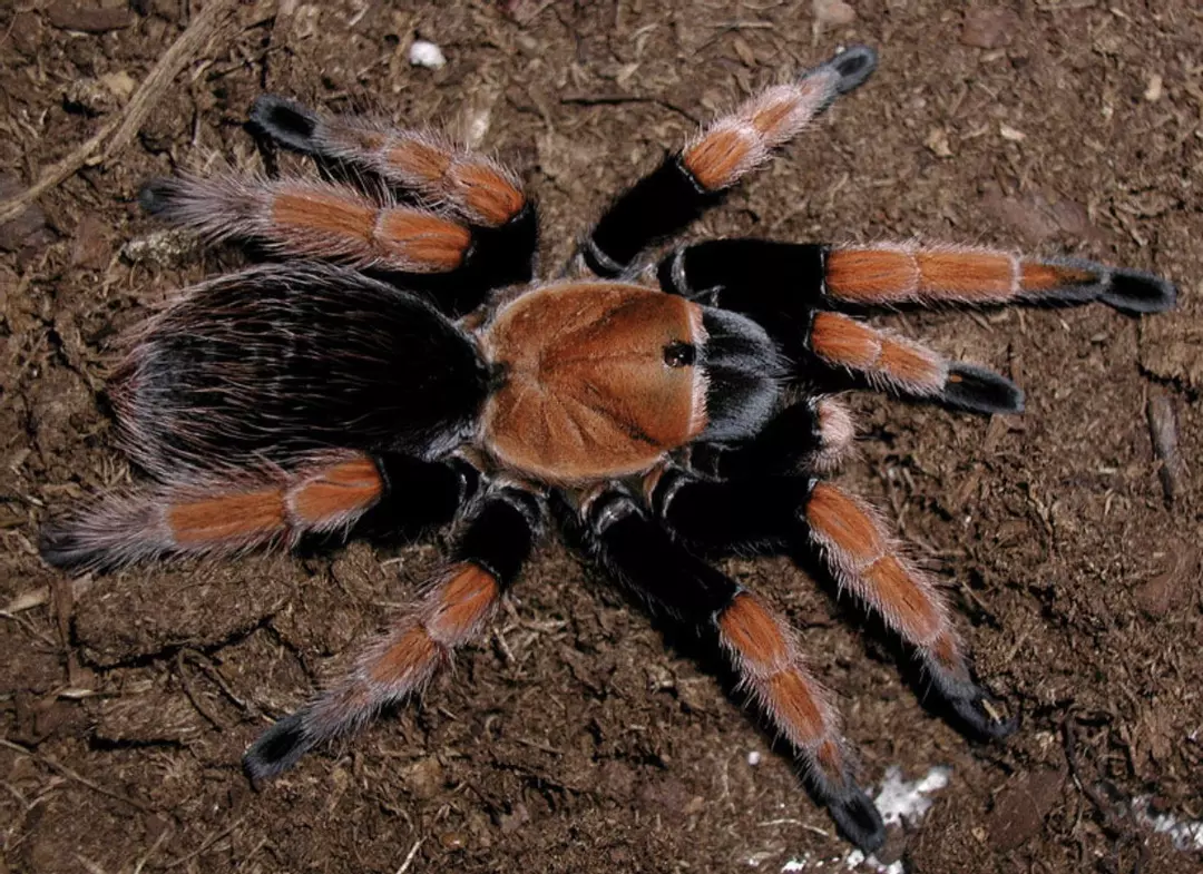 Mexican blood leg, aphonopelma bicoloratum 1.5-2” thumbnail