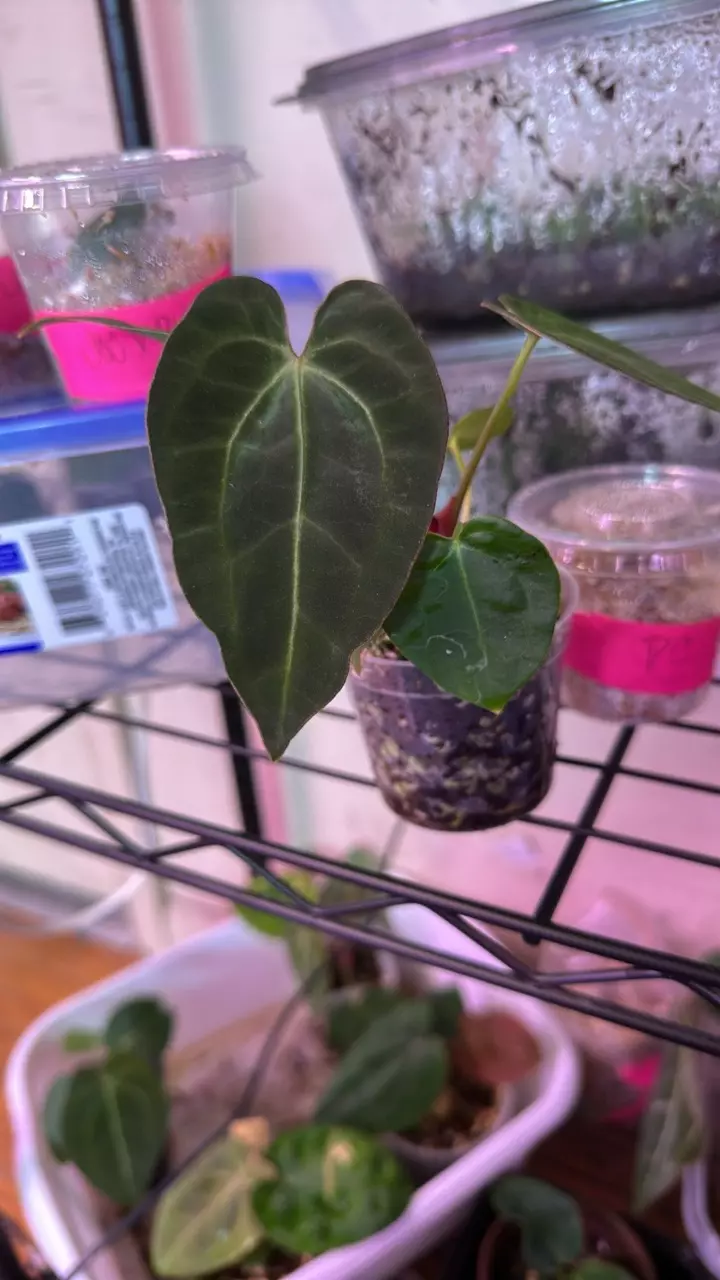 Anthurium pink lemonade x windy dress X Brielle thumbnail