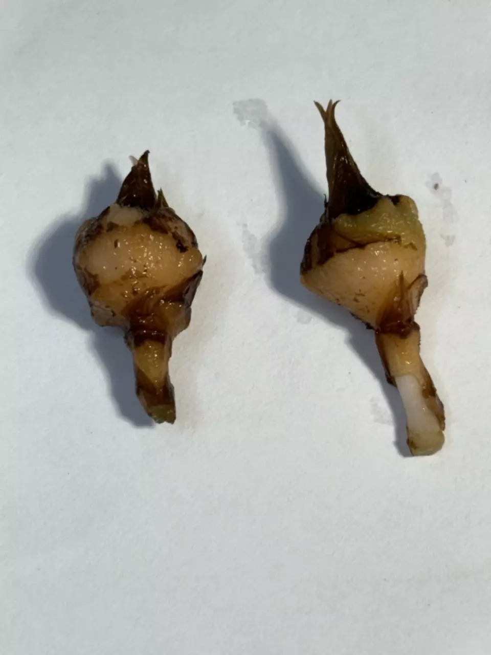 Alocasia Polly Corms (2) with corm pad and 5 oz cup 3638 thumbnail