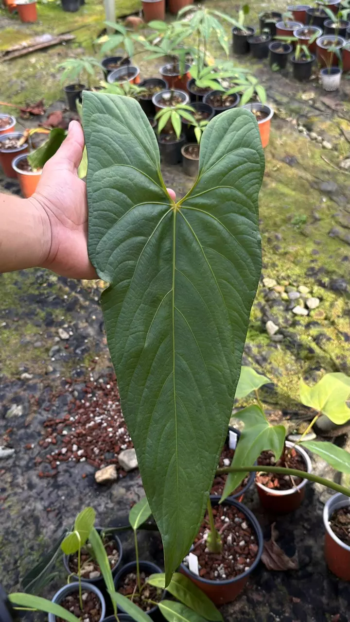 Anthurium sp ‘Loreto” • BLIND PRESALE • 6-8 Inch Leaf thumbnail