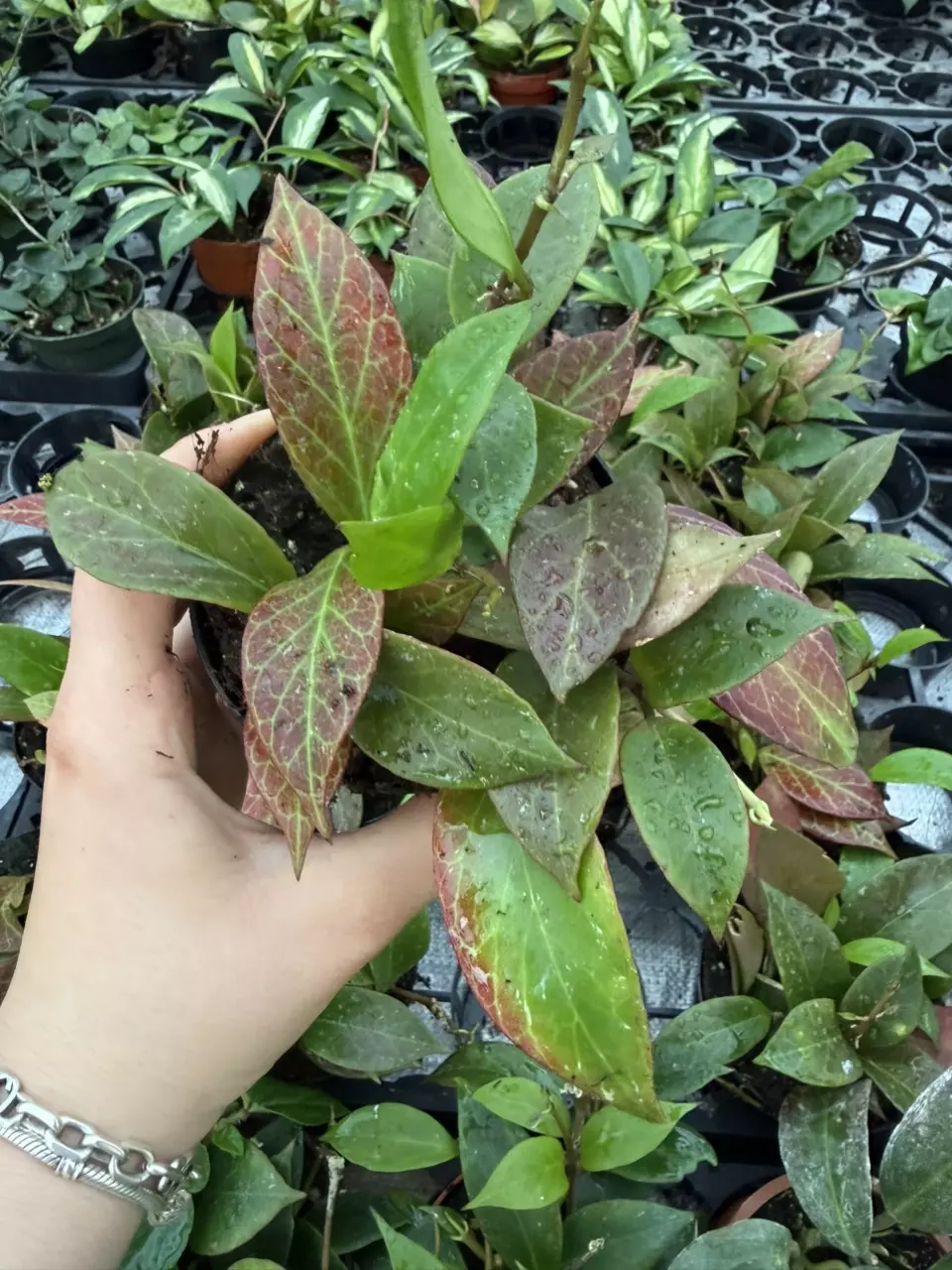 Sunrise Hoya 4” (GP) thumbnail