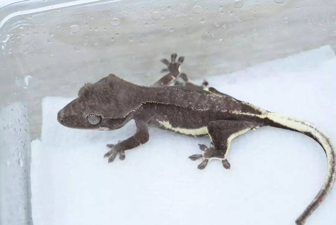 #462 5g male visual axanthic Lily dark phantom thumbnail