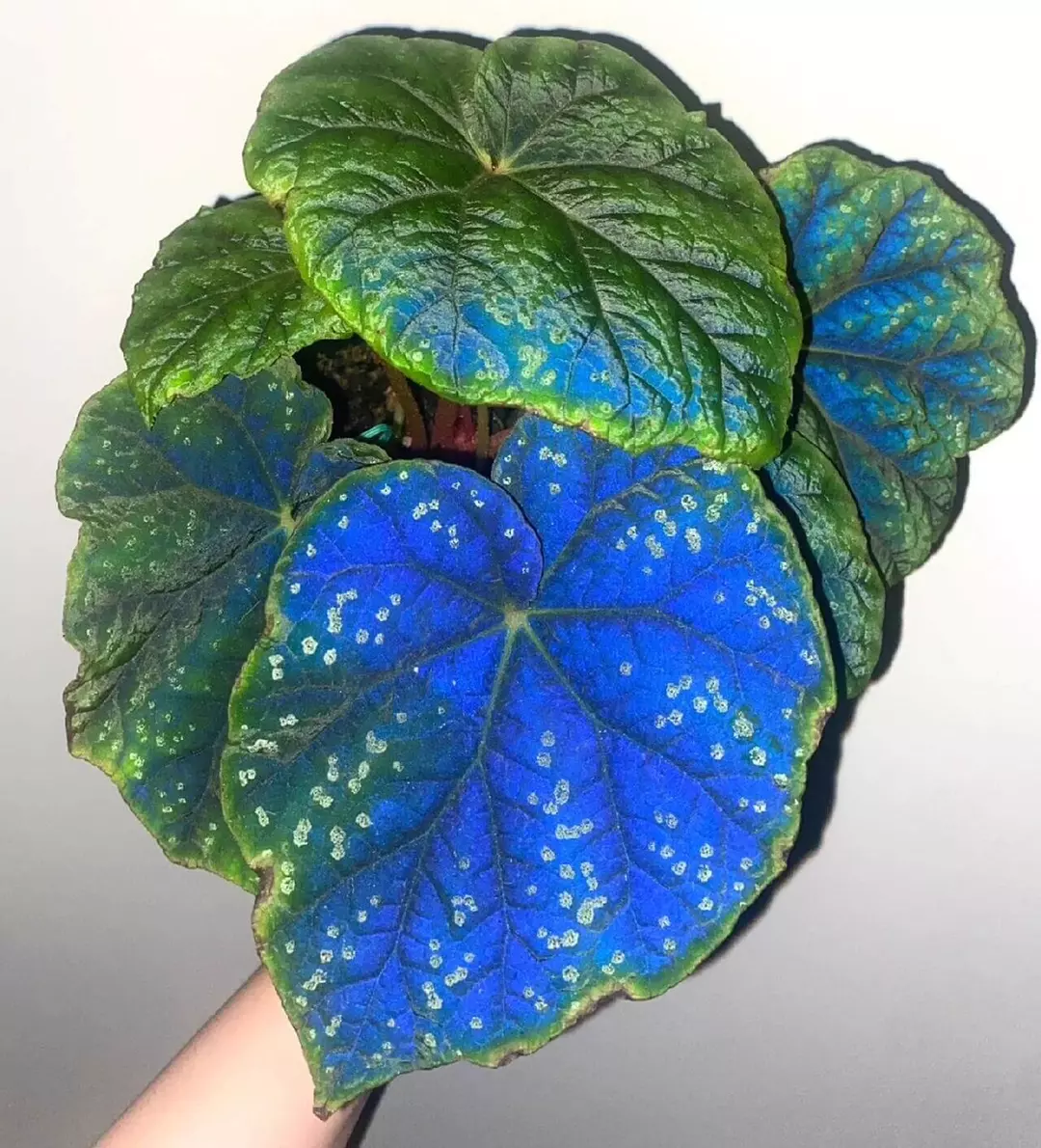 Begonia pseudoedulis tc 1 pack growers choice thumbnail