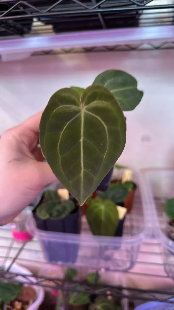 Anthurium pink lemonade x windy dress X Brielle thumbnail