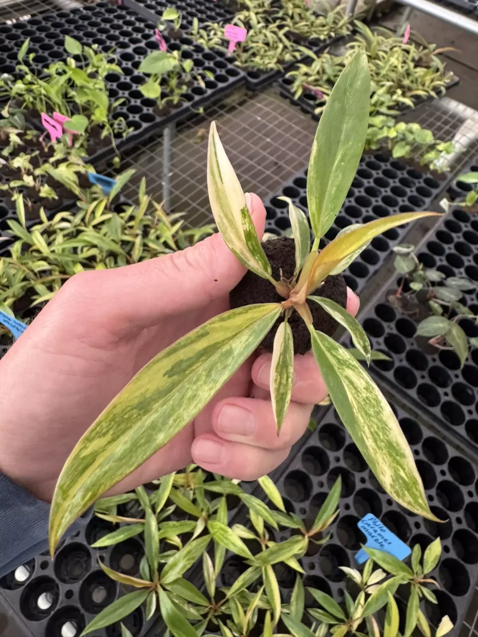 Philodendron caramel marble starter plant growers choice thumbnail