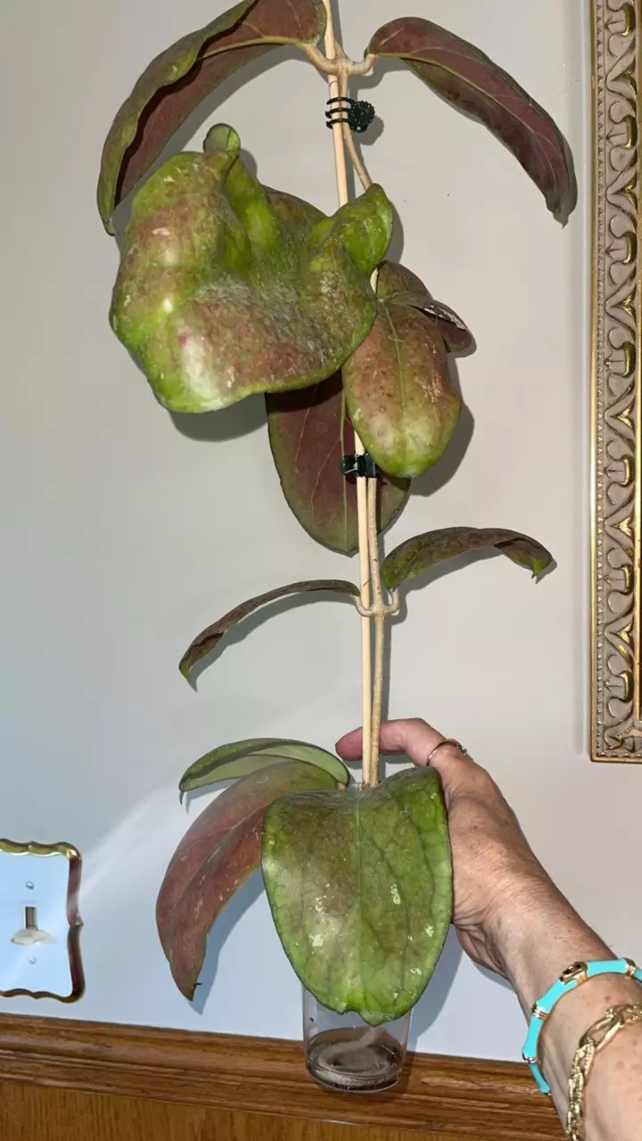 523 Hoya 'Elephant', known as AH 027 thumbnail