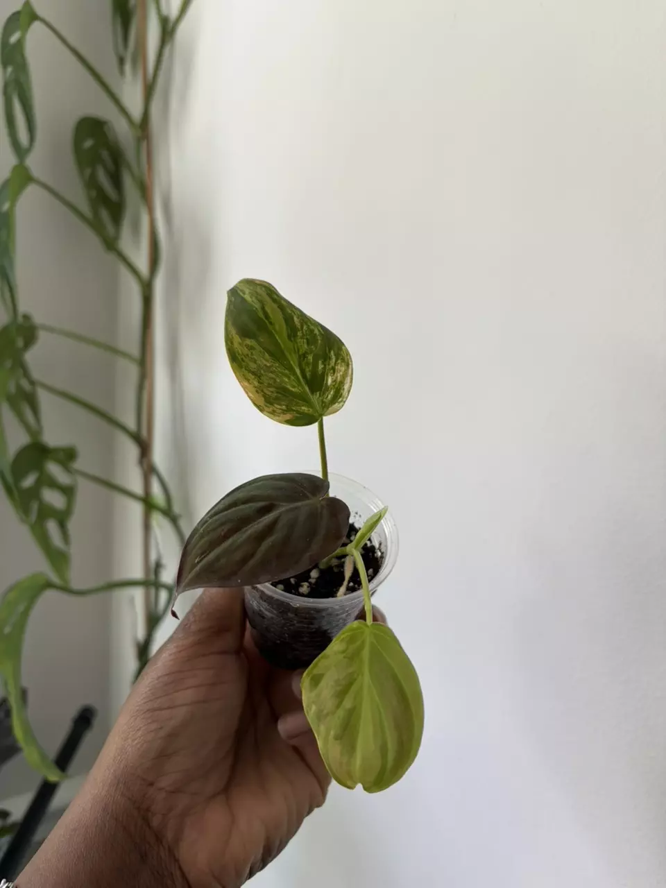 Variegated Micans thumbnail