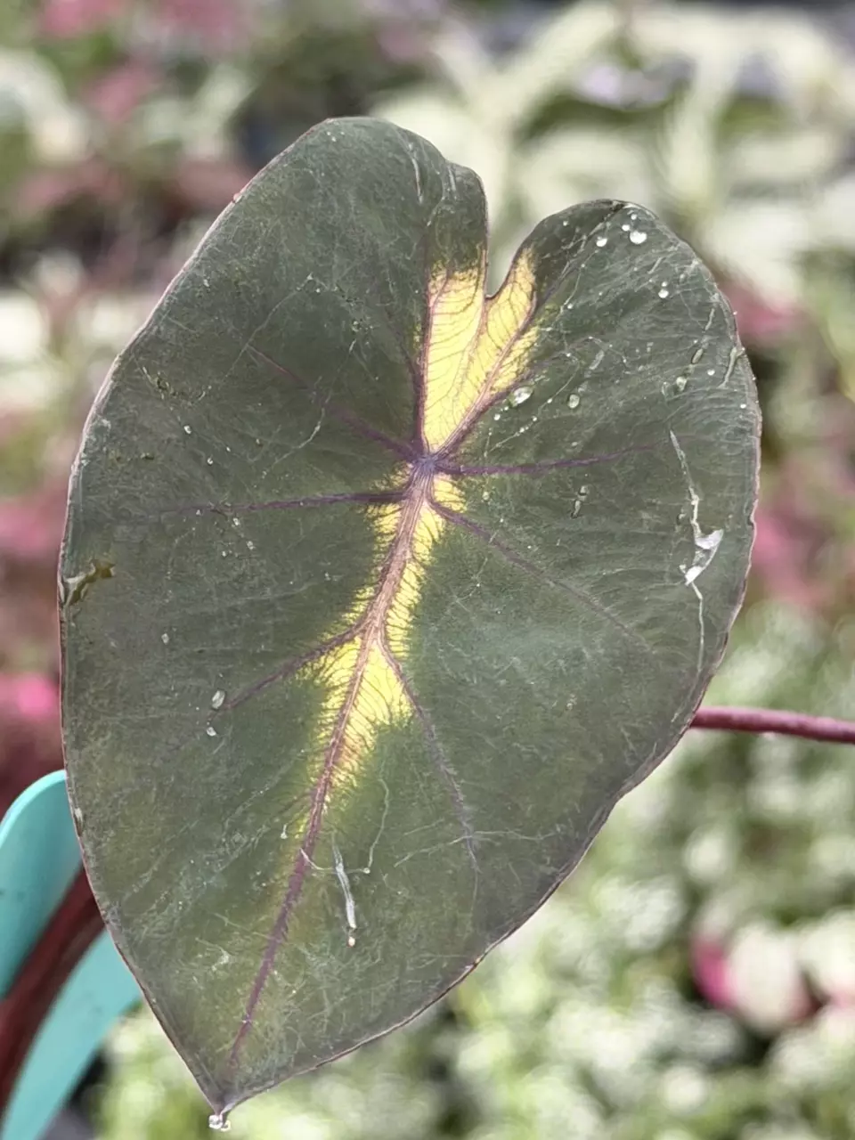 Colocasia Waikiki Specific Starter 8540DAP | F thumbnail