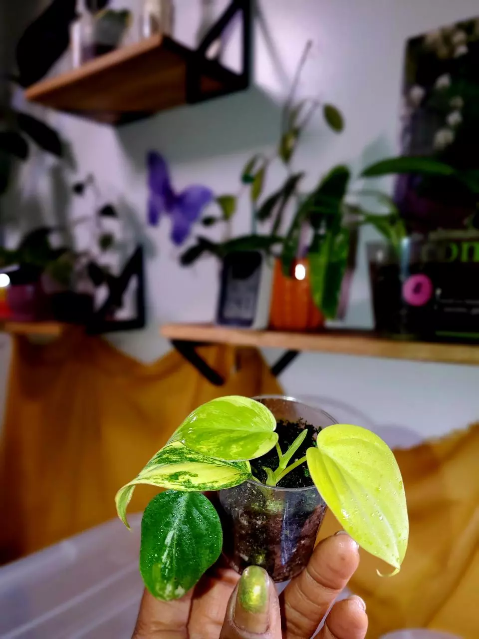 🦄 Aurea Micans Philodendron 🪴✨️ Rooted Cutting thumbnail