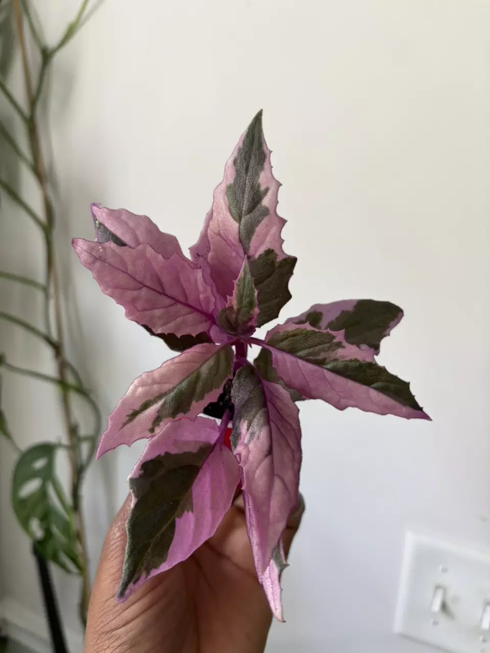 Variegated Purple Passion thumbnail
