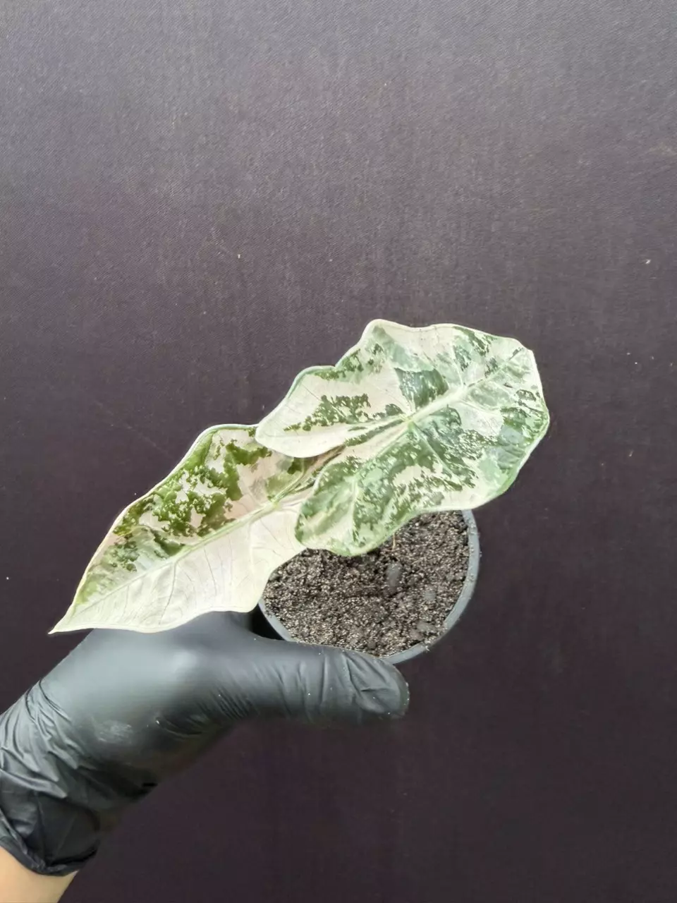 Alocasia Pseudosanderiana HIGH VAR PINK *Exact Specimen thumbnail
