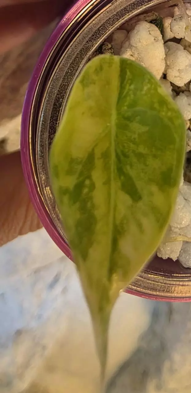 alocasia maharani lemon lime pup thumbnail