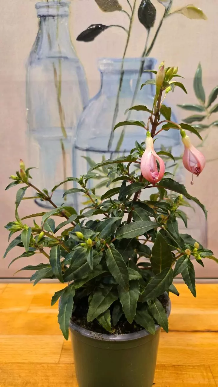 🌸 Fuchsia 4” Pot 🌸 thumbnail