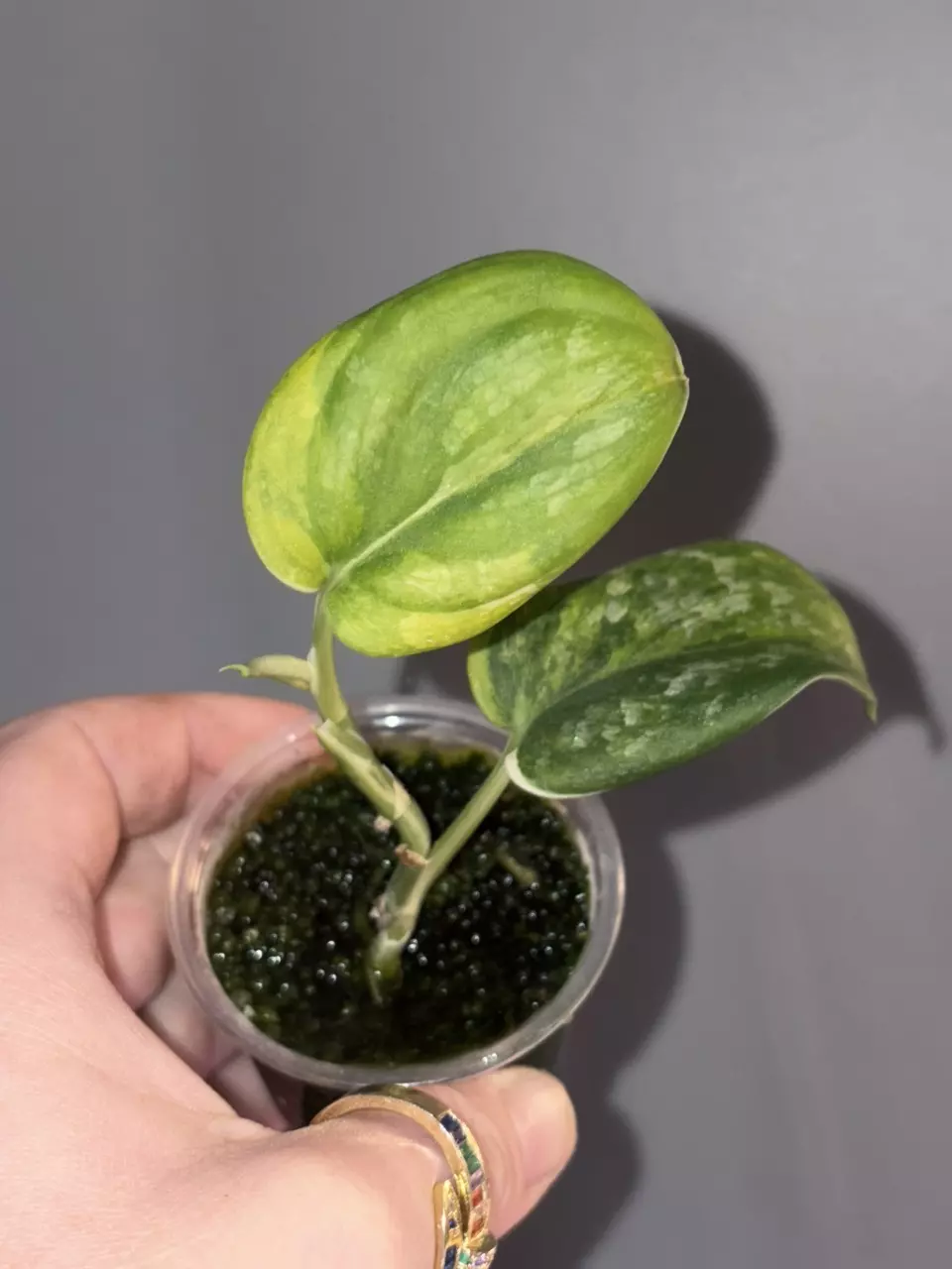 Scindapsus Salaka Nagara Tricolor thumbnail