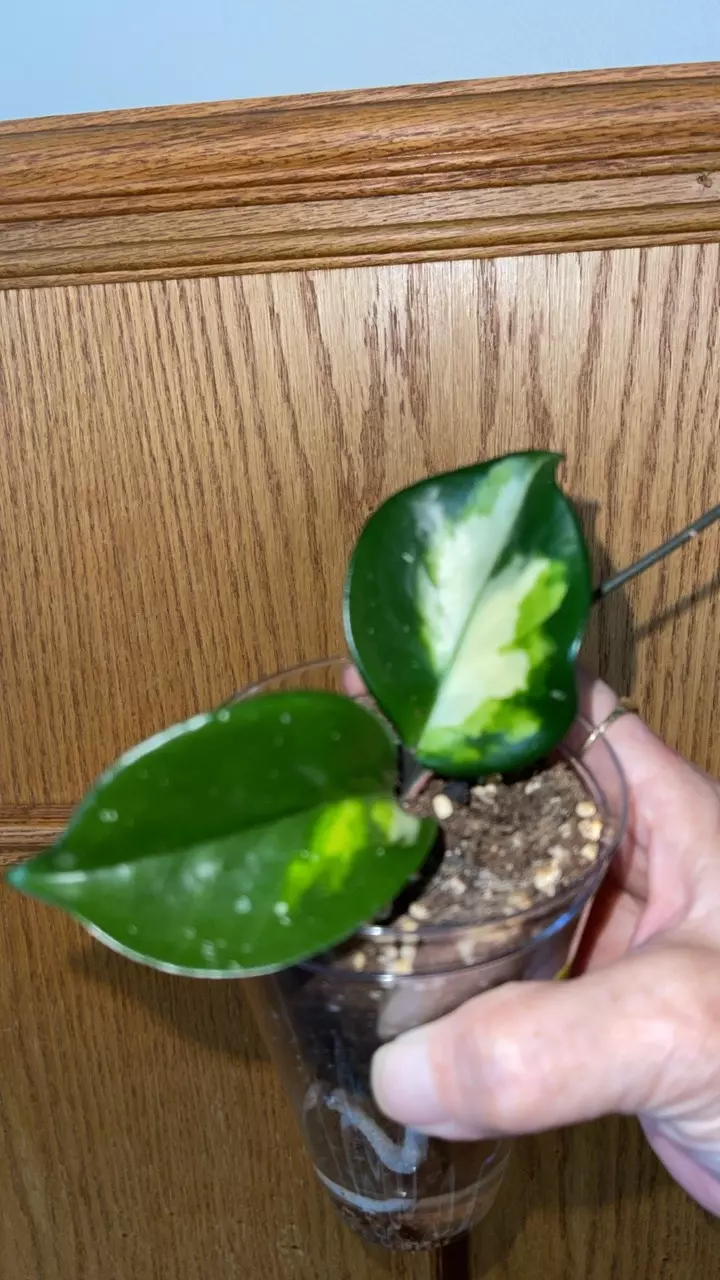 539 Hoya carnosa 'Rubra' thumbnail