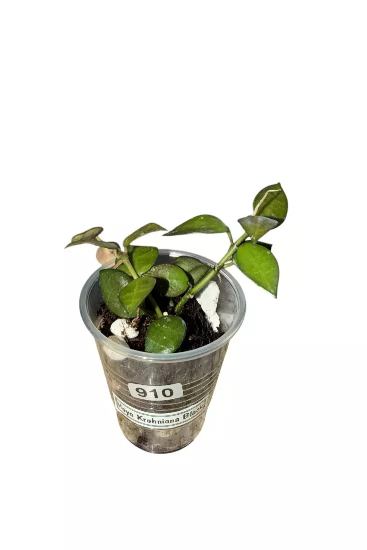 Hoya Krohniana Black #910 thumbnail