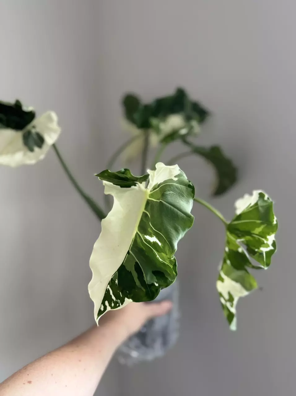 Alocasia Okinawa Silver Corm thumbnail