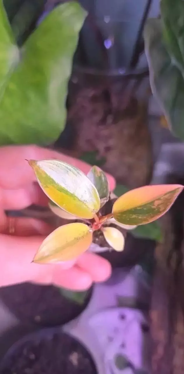 Variegated Red Congo Philo thumbnail