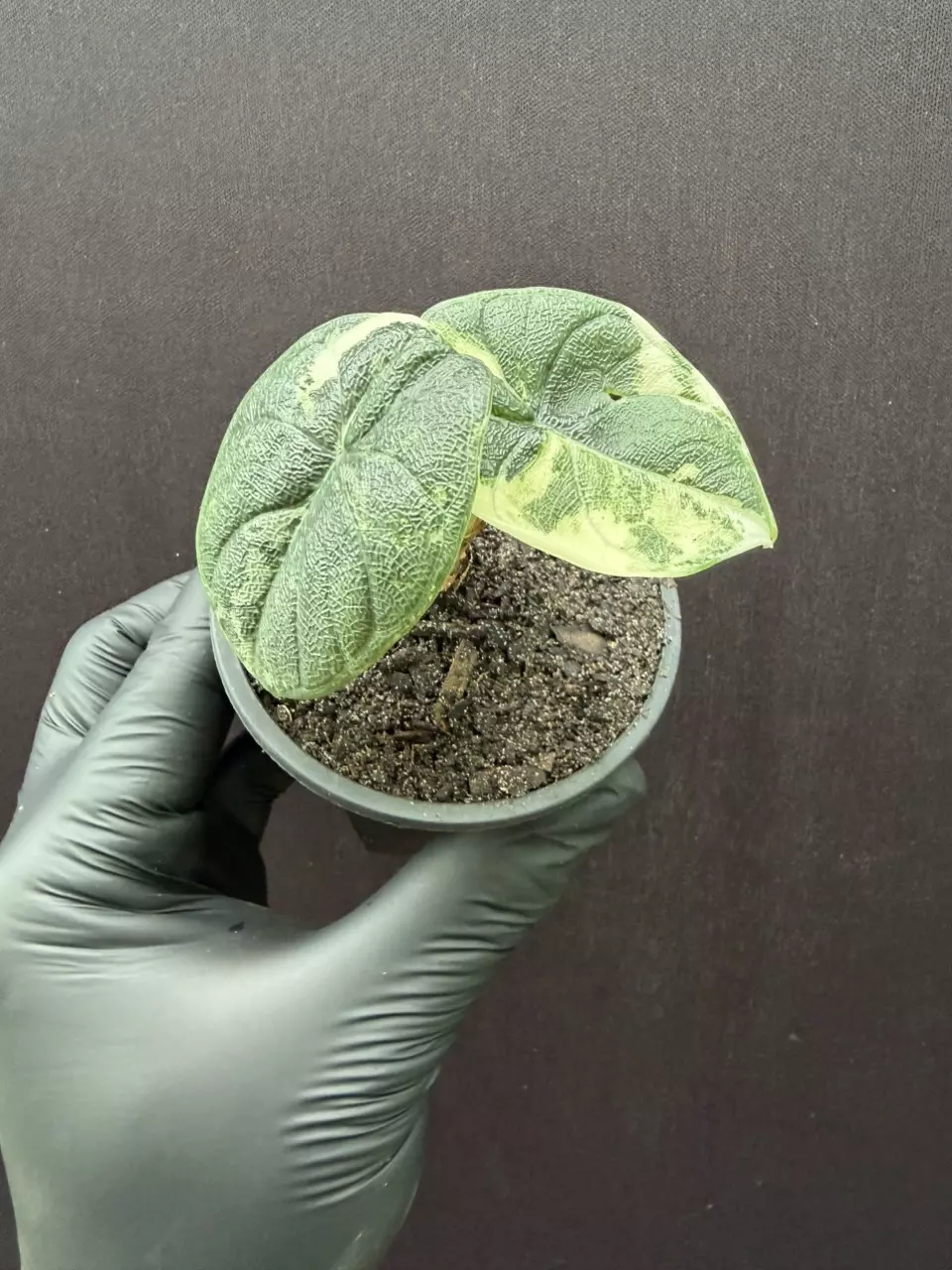 Alocasia Melo ALBO *Exact Specimen thumbnail