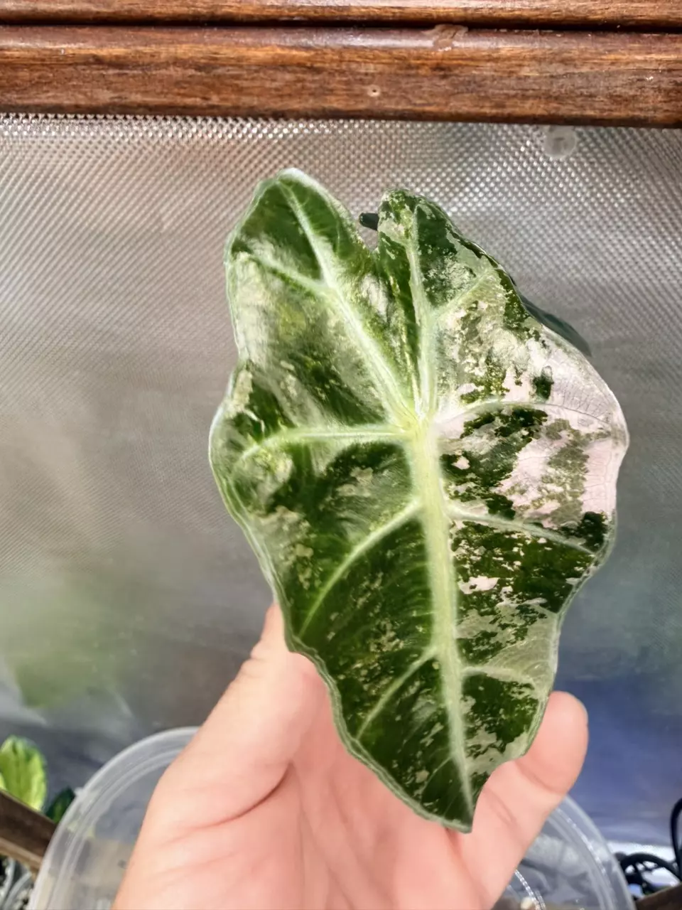 Alocasia Pink Polly #324 thumbnail
