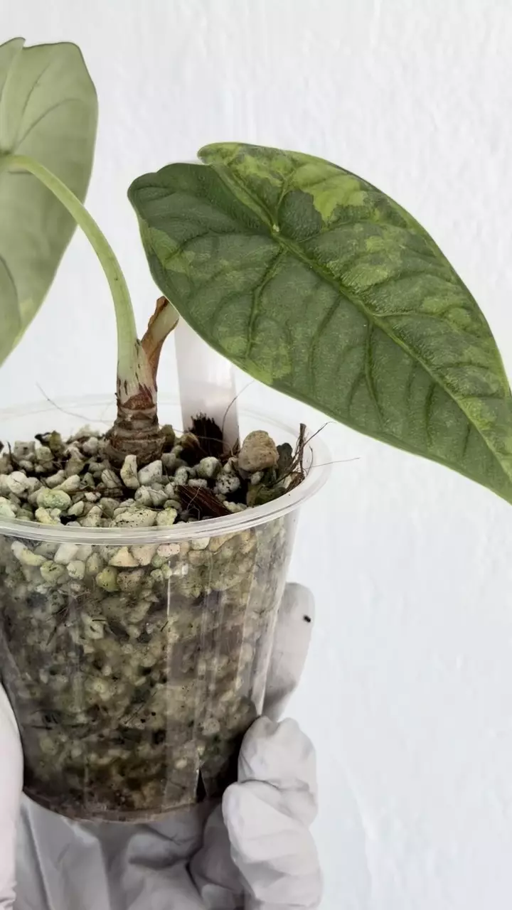 Melo aurea/gog mother plant #472 thumbnail
