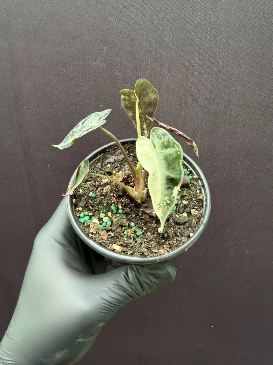 Alocasia Pink Bambino *Exact Specimen thumbnail