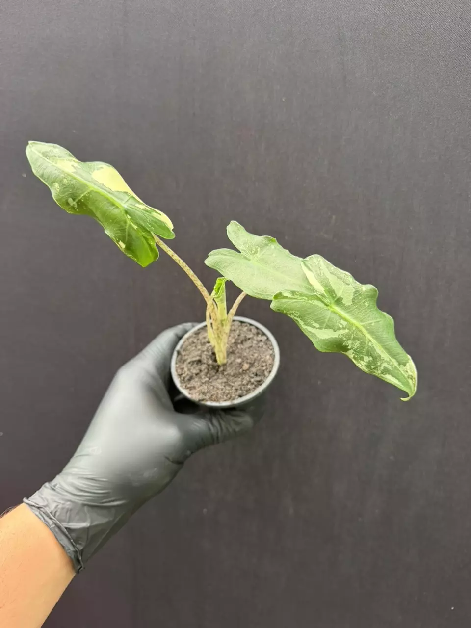 Alocasia Sarian ALBO *Grower’s Choice thumbnail