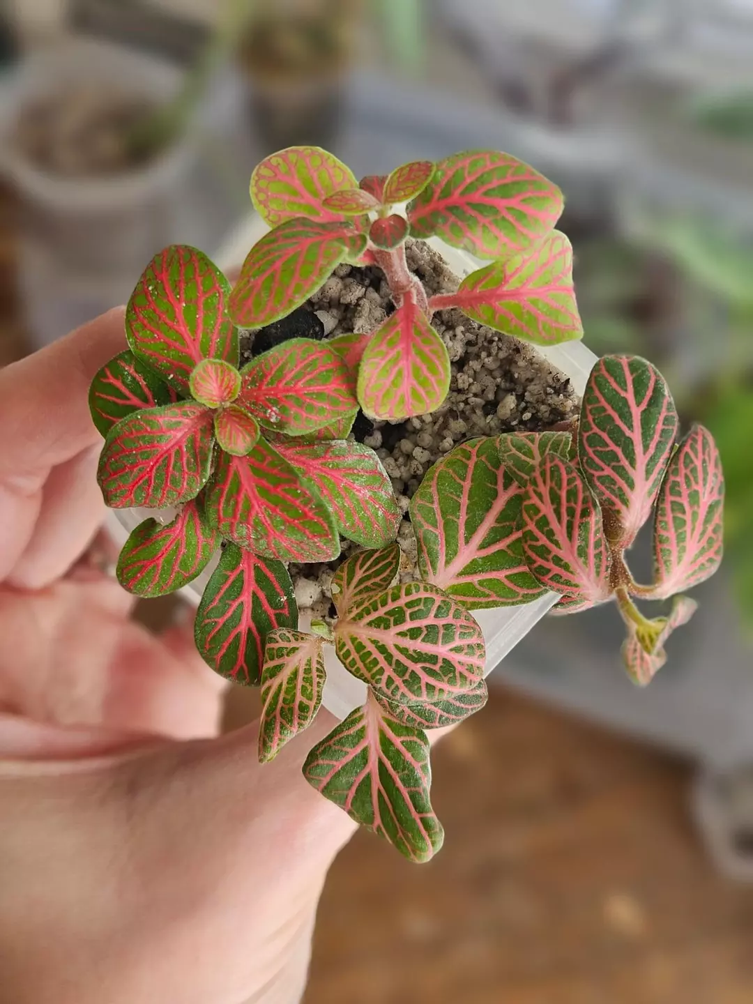 Fittonia albivenis (Verschaffeltii group) NO ID thumbnail