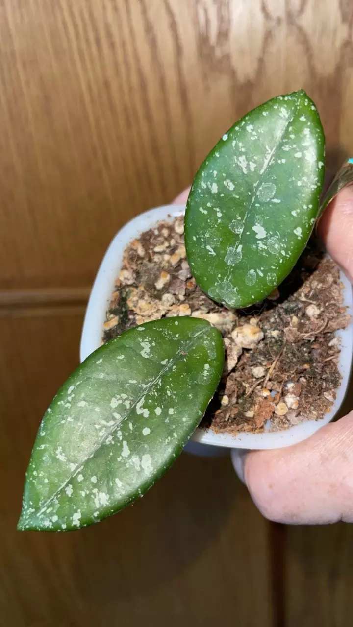 521 Hoya carnosa 'Wilbur Graves' thumbnail