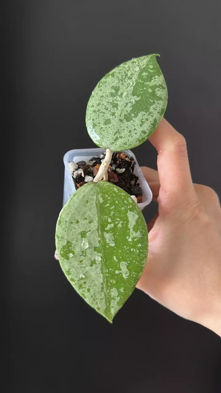 Hoya EX-01 Silver 174 thumbnail