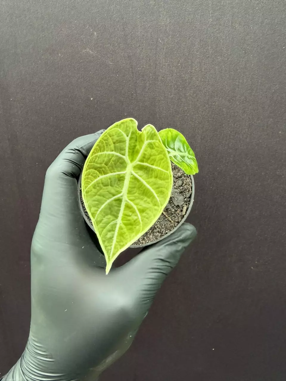 Alocasia Watsoniana Aurea *Exact Specimen thumbnail